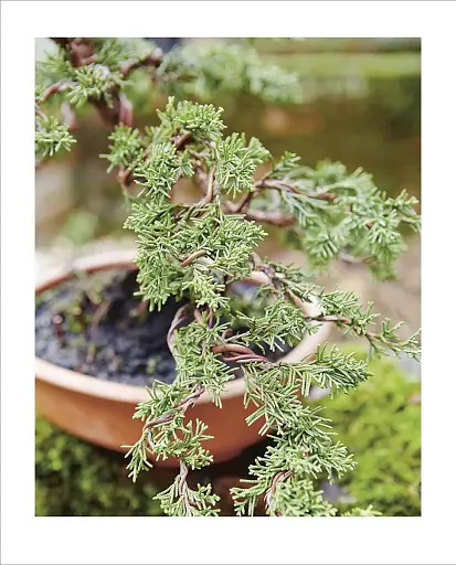 Grow Bonsai - фото 3