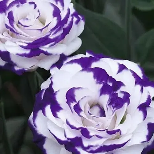 Эустома махровая "Arena Purple Picotee" укоренена в контейнере Р9 (50590) 1 саженец - фото 1