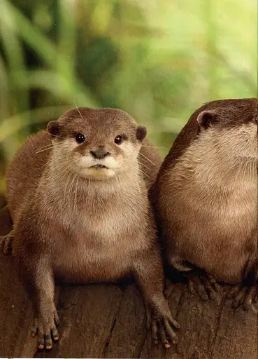 Енциклопедія для допитливих А5 : Тварини - винахідники і будівельники (Українська, 01 КРЕЙДОВАНИЙ ) - фото 11