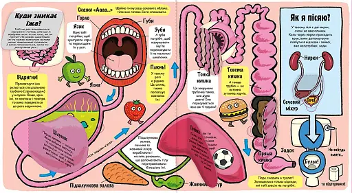 Маленькі дослідники. Моє дивовижне тіло - фото 4