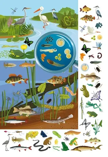 Книга-картонка Великий віммельбух. Мікросвіт - фото 7