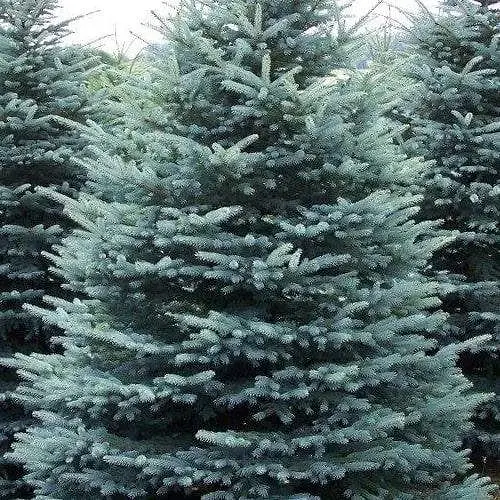 Ель голубая Agro-Market Kaibab высота 160-180 см 146264 1 саженец в упаковке - фото 1