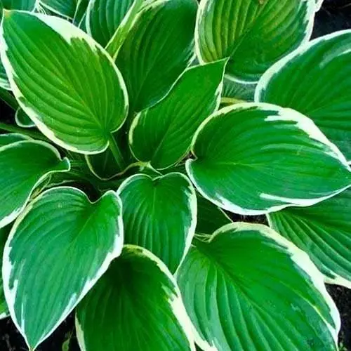 Хоста "Francee" 1 шт (23452) - фото 1