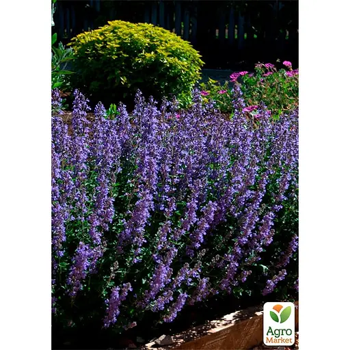 Котовник "Purrsian Blue" (Кошачья мята, непета) (187779) 1 саженец в упаковке - фото 2