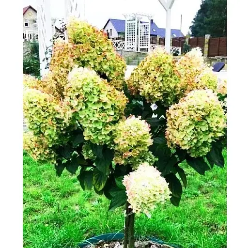 Гортензия метельчатая на штамбе "Candle light" С3 высота штамба 50-70см (62315) 1 саженец - фото 1