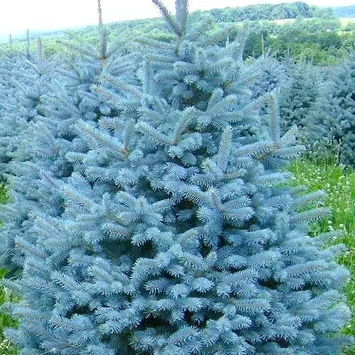 Ялина 3-річна Agro-Market Блакитна колюча Kaibab С1.5 висота 30-40 см 186454 1 саджанець в упаковці - фото 1