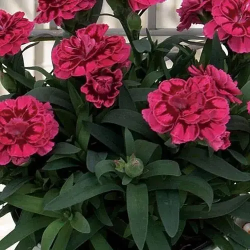 Гвоздика Махрова "Oscar Purple" (188611) 1 саженец - фото 1