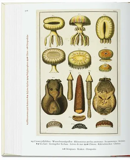 Seba. Cabinet of Natural Curiosities - фото 4