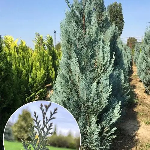 Кипарисовик Лавсона "Blom" (кім/сітка) висота 120-140см (188857) 1 шт - фото 2