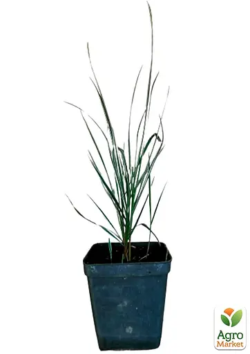 Райграс клубненосный Arrhenatherum bulbosum (многолетний декоративный злак) (152232) 1 саженец - фото 2