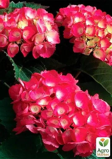 Гортензія крупнолистова 2-х річна "Red Baron" висота саджанця 20-40см (185072) 1 саженец - фото 2