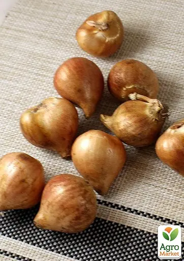 Тюльпан "Eagle Wings" (174810) 2 шт - фото 2