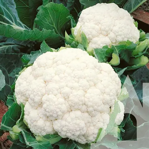 Капуста цвітна Садиба Балбоа F1, 10 шт.