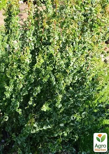 Ива 2-х летняя вавилонская "Crispa" С5 высота 130-150см (183887) 1 саженец - фото 3