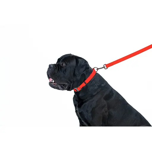 Водостойкий поводок для собак Waudog Waterproof L-XXL Ш 25 мм Д 183 см красный - фото 5