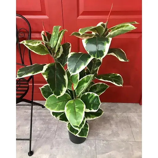 Фікус різнокольоровий Hvoya Еластіка Беліз 95 см - фото 3