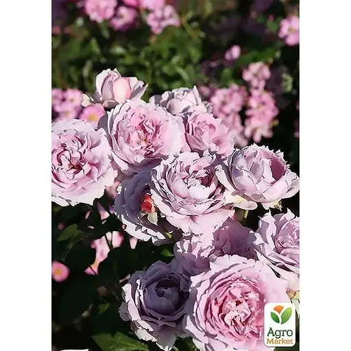 Роза флорибунда Agro-Market Новалис' в контейнере, высший сорт (185415) 1 саженец в упаковке - фото 1