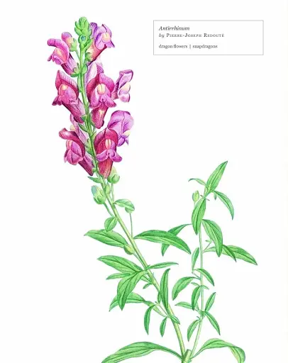 Biblioflora - фото 4