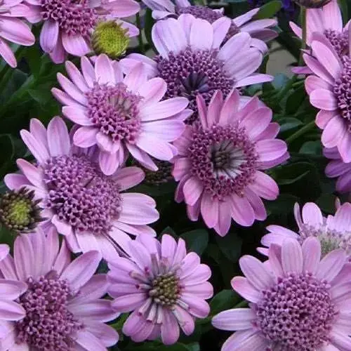 Остеоспермум махровый "3D Pink Bicolor" (контейнер №10 высота 10-20 см) (189843) 1 саженец - фото 1