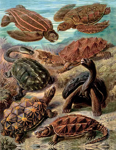 Розповіді про тварин та їх назви - фото 11