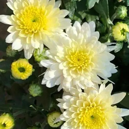 Хризантема мультифлора шаровидная "Loika" (103390) 1 саженец - фото 1