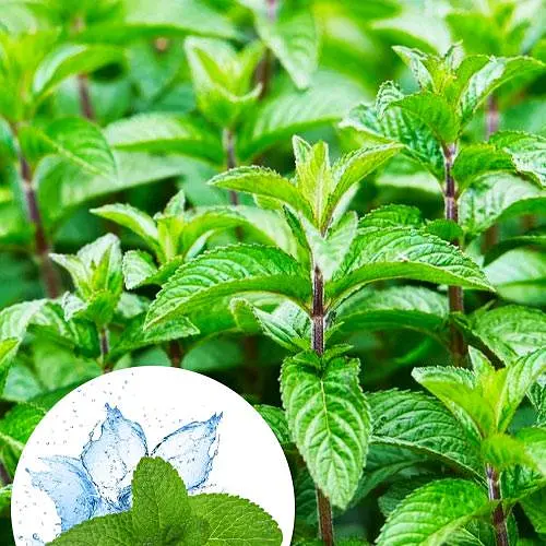 Мята Ментолова "Menta Piperita" (189640) (Корневище) 1 саженец в упаковке - фото 1