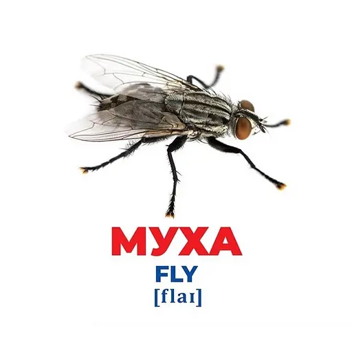 Набір розвиваючих карток Геній з пелюшок "Комахи" Ранок 10107199, 17 карток - фото 2