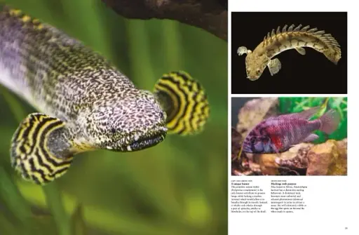 Tropical Fish: From Stingrays to Clown Fish - фото 11