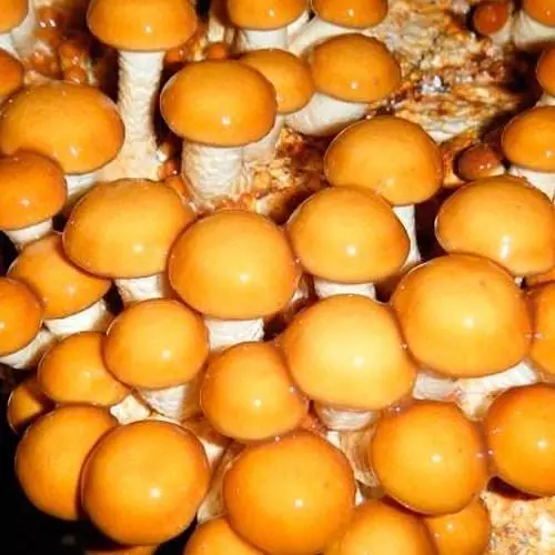 Міцелій на дубових брусочках "Опеньок намеко" 10шт (45263) - фото 1