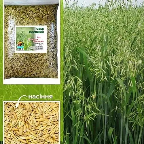 Овес посівний ТМ "Весна" 1кг (14043) - фото 1