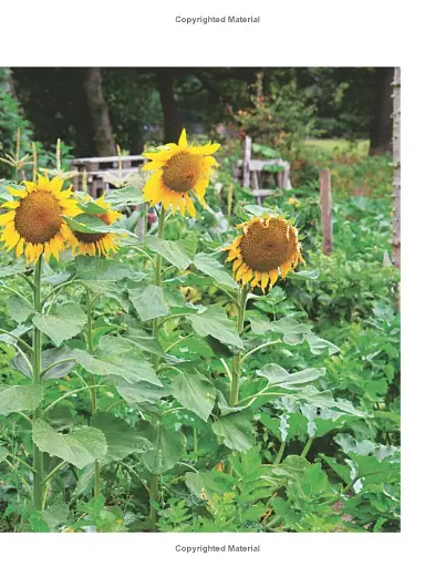 The Royal Horticultural Society Allotment Handbook. The Expert Guide for Every Fruit and Veg Grower - фото 6