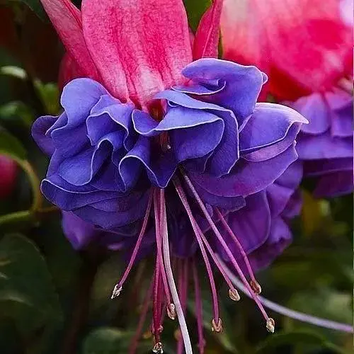 Фуксія махрова "Winston Churchill" (189824) 1 саженец - фото 1