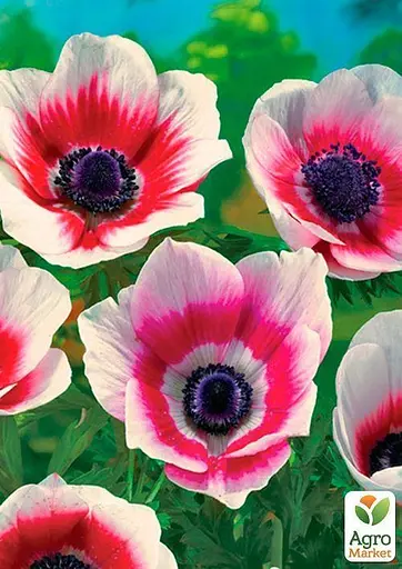 Анемона "Bicolor" (размер 5/6, большой) 5 шт (39462) - фото 3