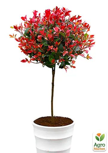 Фотинія фразера на штамбі "Little Red Robin" вазон С3 H45см (185101) 1 саженец - фото 2