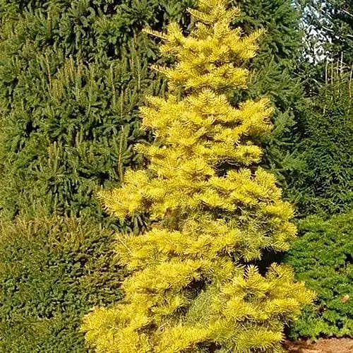 Ялиця одноколірна Agro-Market Wintergold С7.5 висота 60-70 см 188150 1 саджанець в упаковці - фото 1