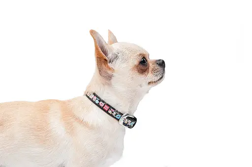 Нашийник для собак шкіряний Waudog Design з QR-паспортом "Пончики" XXS Ш 12 мм Д 18-24 см чорний - фото 4