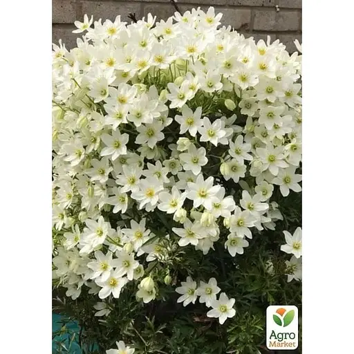 LMTD Клематис Agro-Market Joe 4-річний (висота 90-110см) (185108) 1 саджанець в упаковці Нідерланди - фото 4