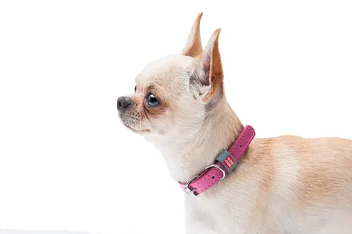 Нашийник для собак шкіряний Waudog Classic Ш 12 мм Д 19-25 см рожевий - фото 6