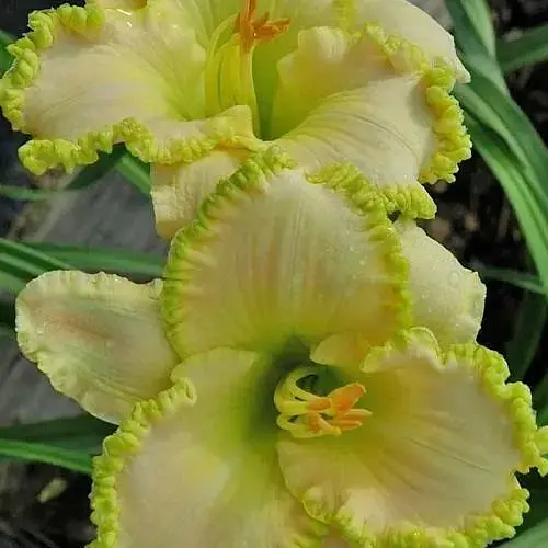 Лілійник "Blizzard Bay" (181505) 1 шт - фото 1