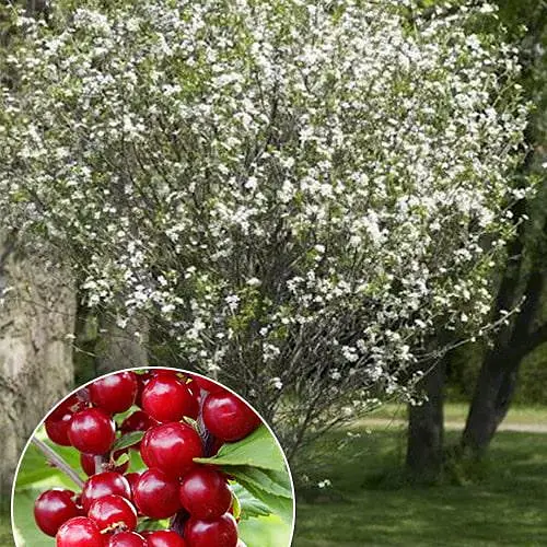 Вишня повстяна на штамбі (вік від 2х років, висота 70-90см) (188845) 1 шт в упаковці - фото 1