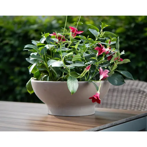 Вазон керамічний Spang Чаша М 32x13 см базальт (1091282) - фото 2