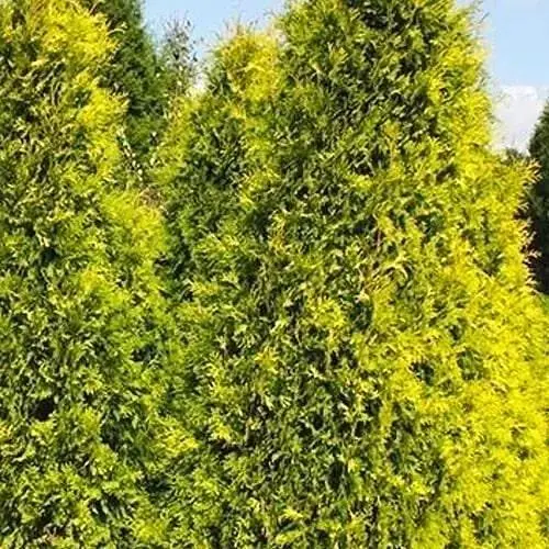 Туя 3-летняя западная Salland S3, высота 30-40 см (62796) 1 саженец в упаковке - фото 1