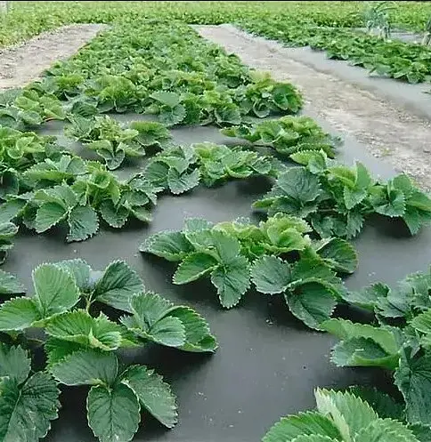 Агроволокно Shadow 50 г/м², 1.07х100 м, с перфорацией (2 отверстия), черно-белое (АВЧБП0001) - фото 7