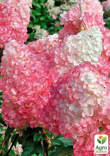 Гортензія 3-х річна волотиста "Pink Diamond" (176643) 1 саженец - фото 3