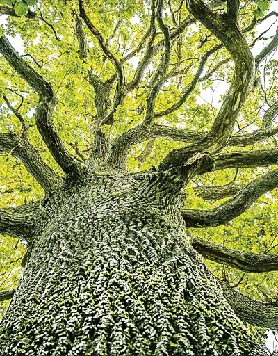 An Anthology of Christmas - фото 5