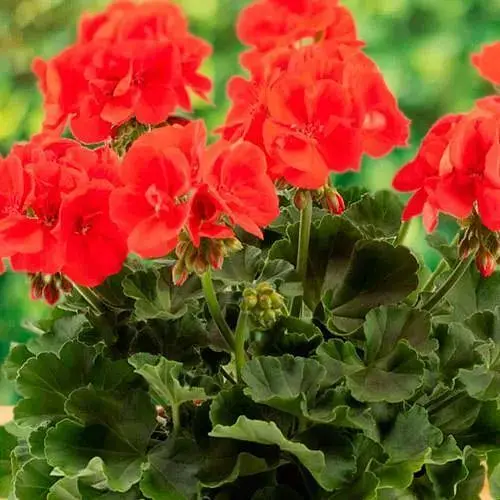 Пеларгонія зональна Compact Line "Signal" (184997) 1 саженец - фото 1