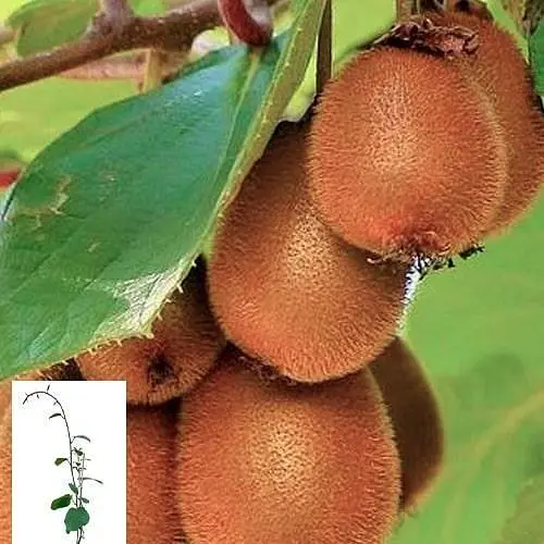 Ківі самозапильний "Блаженство" укорінений у контейнері (саджанець 2 роки) (153306) 1 саджанець в упаковці - фото 1