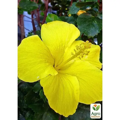 Гибискус комнатный Agro-Market Adonis Yellow (167056) 1 саженец в упаковке комнатный Нидерланды - фото 1