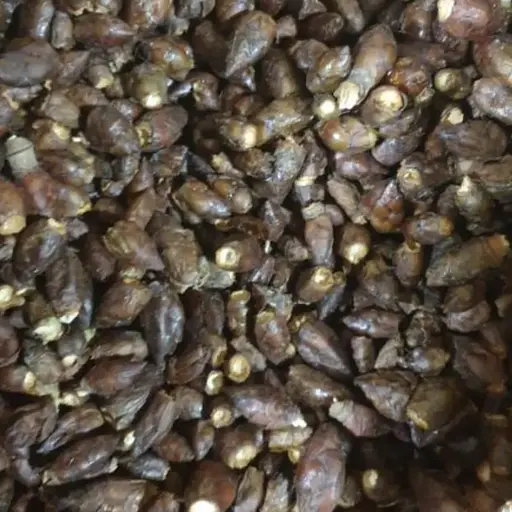 100г каштан почки сушеные - свежий урожай