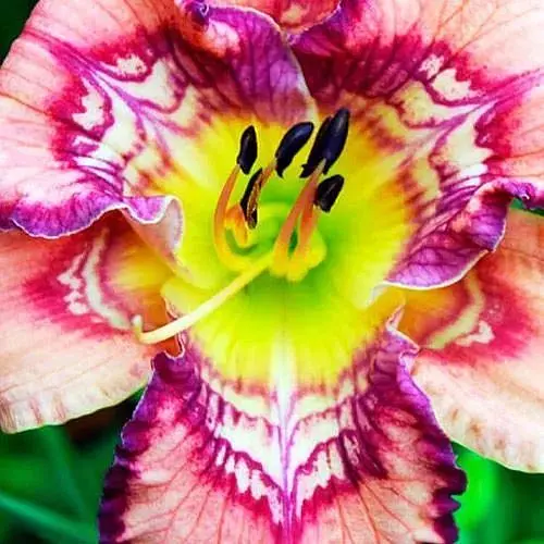 Лілійник "Get Jiggy" (сортовий вкорінений в контейнері С1,2) (186015) 1 саженец - фото 1